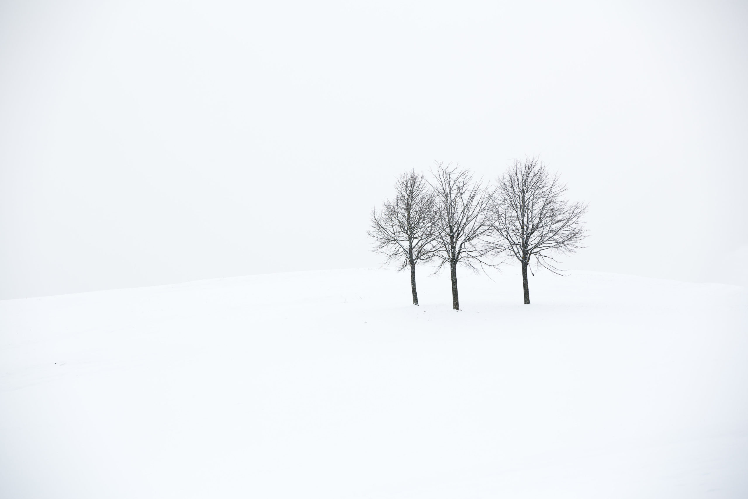 Drei kahle Bäume in schneebedeckter Winterlandschaft