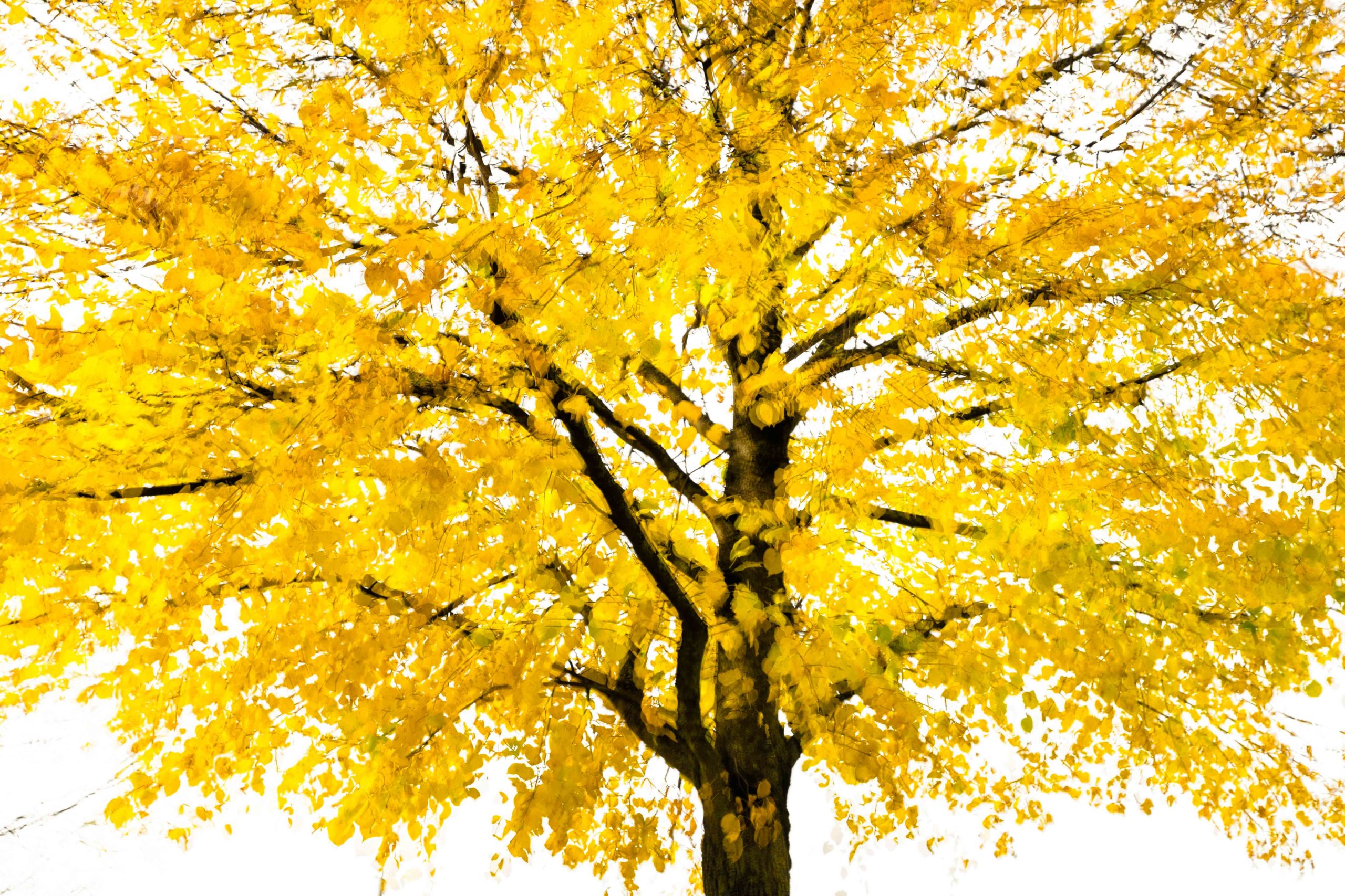 Baum mit gelbem Herbstlaub und Bewegungsunschärfe