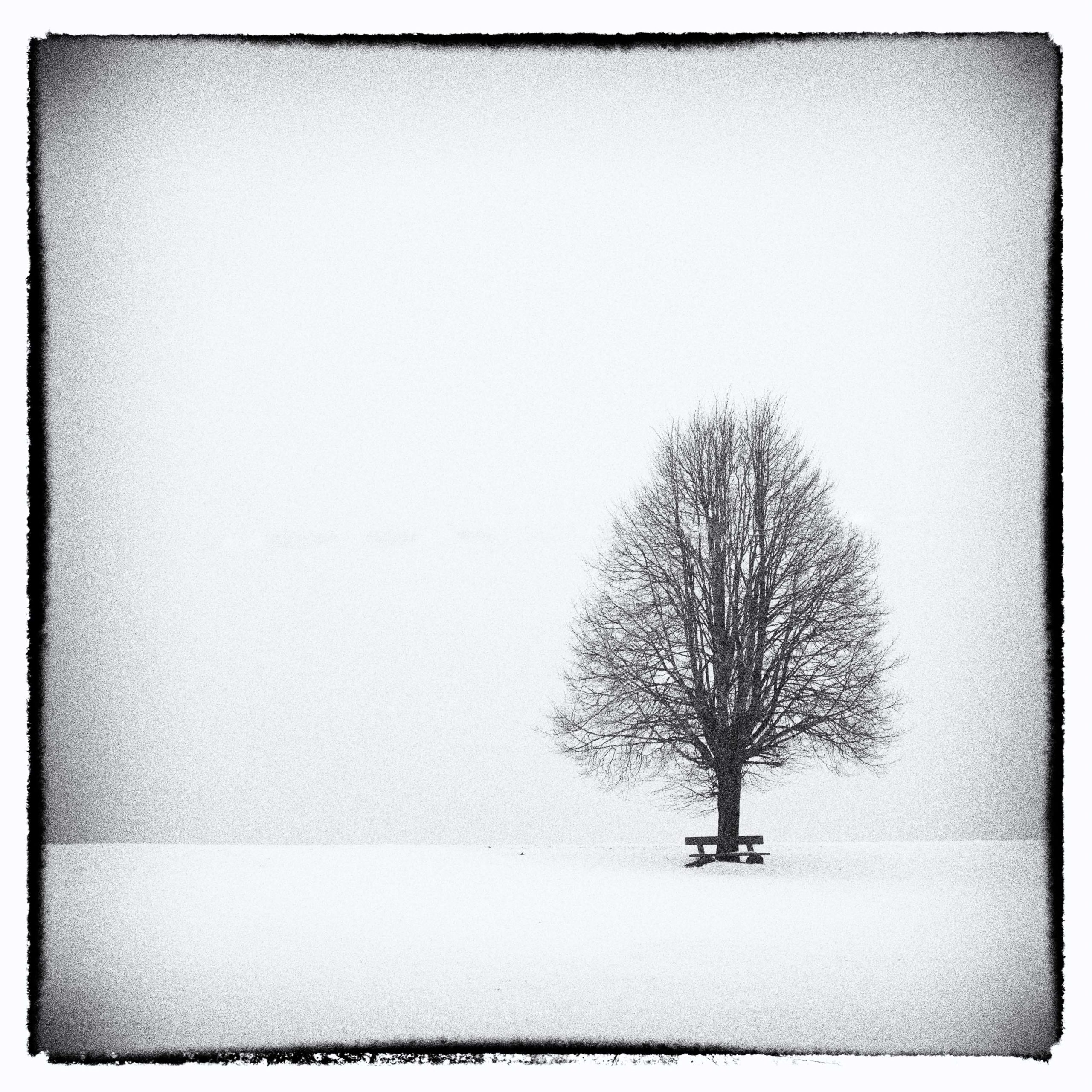 Baum mit Sitzbank im Winter