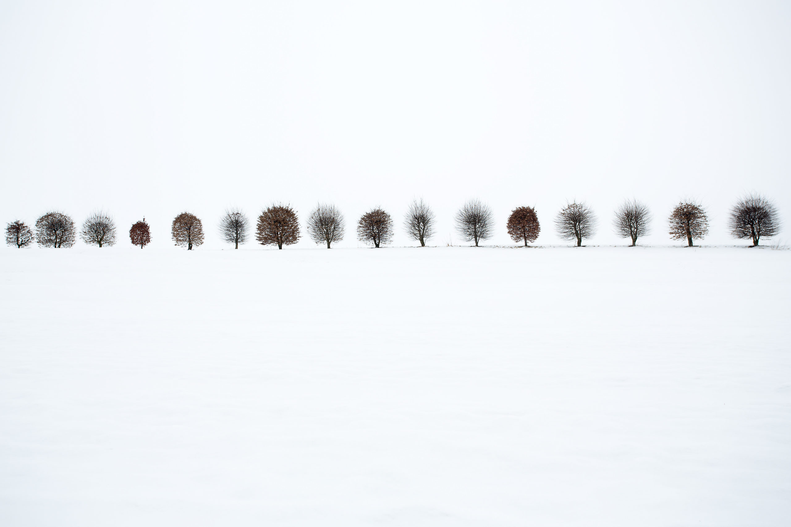 Kahle Bäume in Schneelandschaft