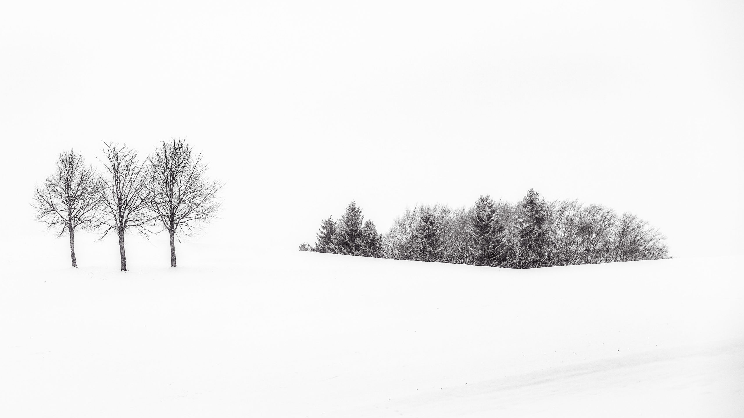 Kahle Bäume in schneebedeckter Winterlandschaft, Bayern
