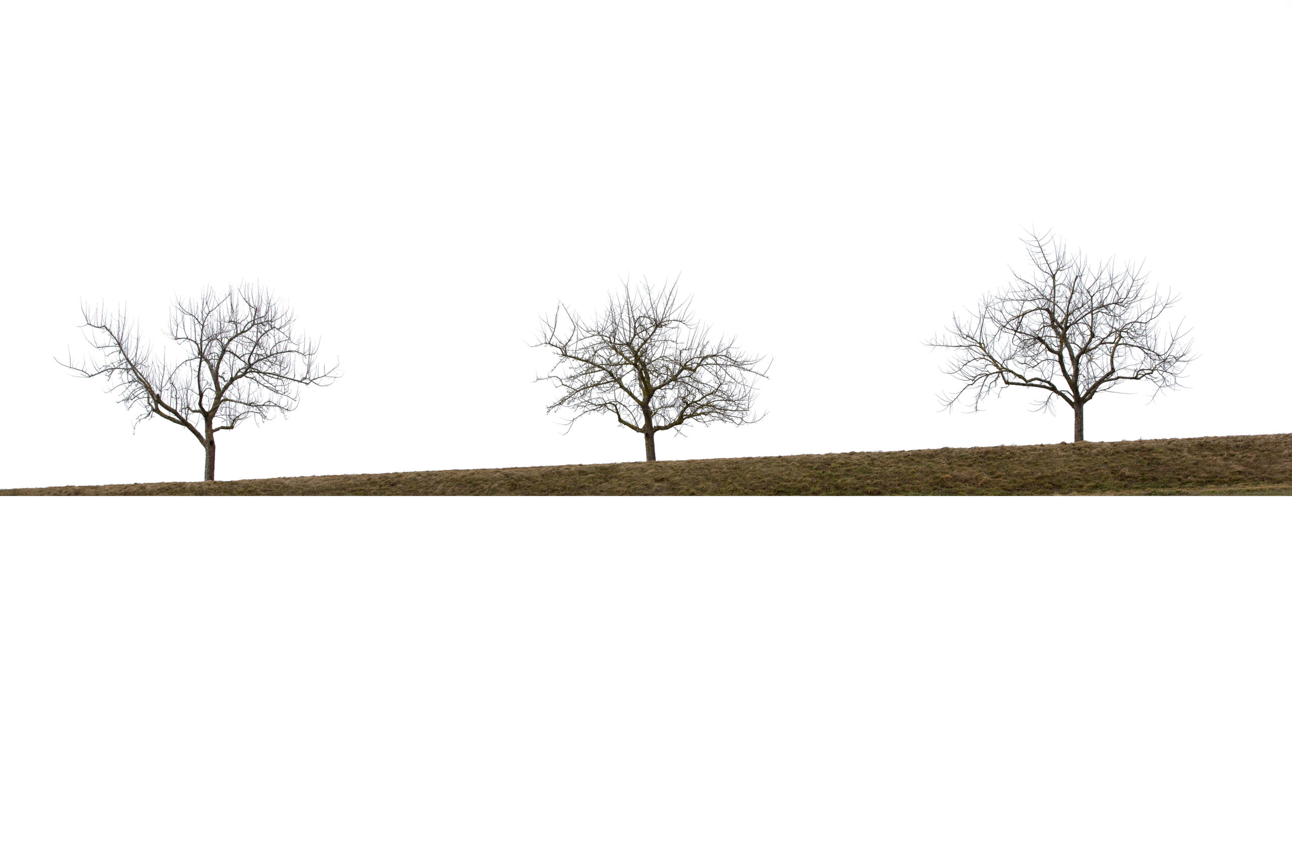 Kahle Bäume im Winter auf einer Wiese