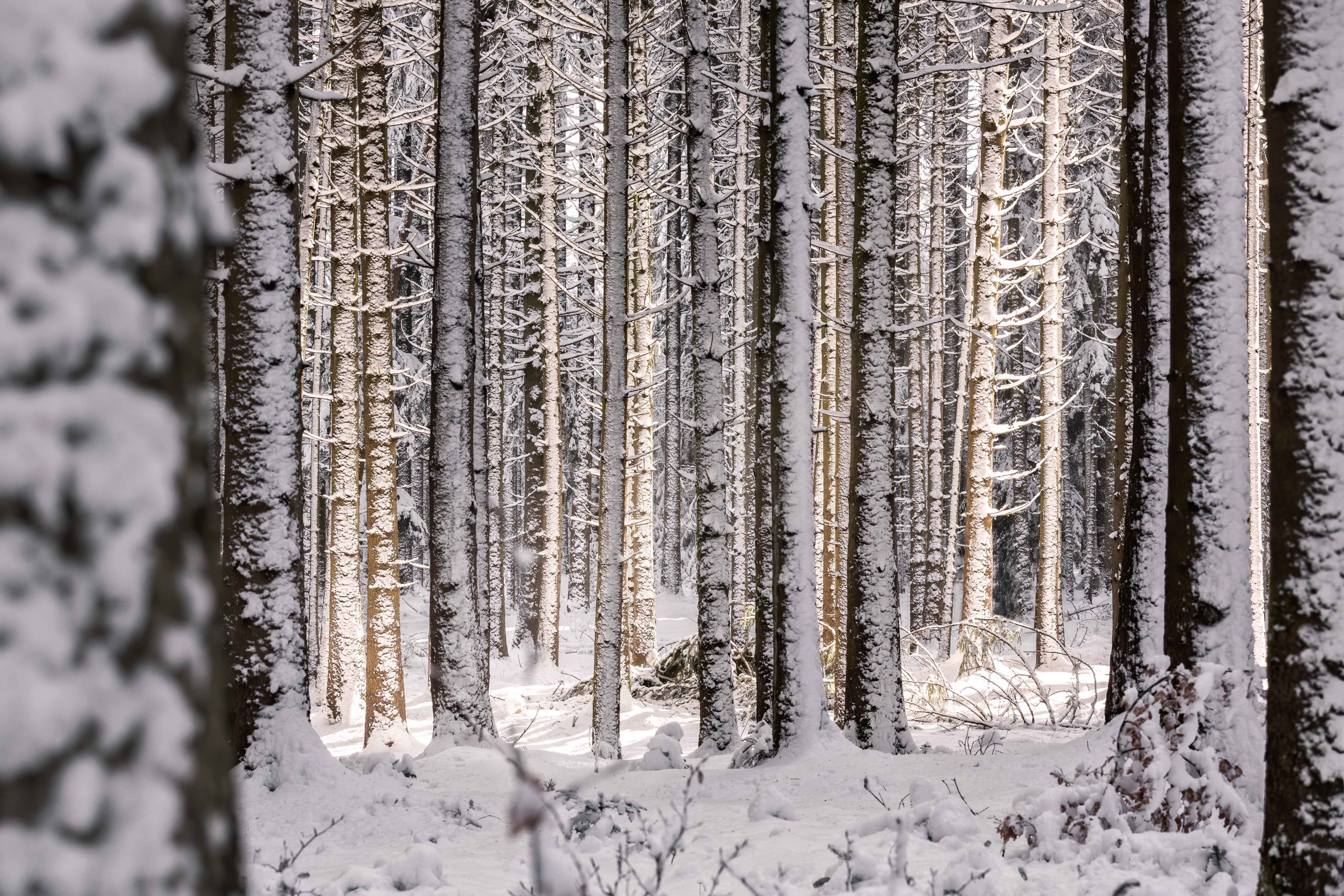 Fichtenwald mit Schnee