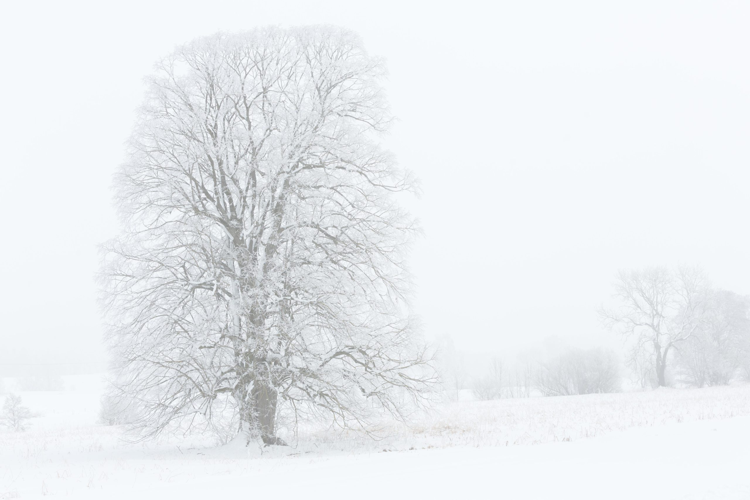 Baum in Winterlandschaft mit Raureif