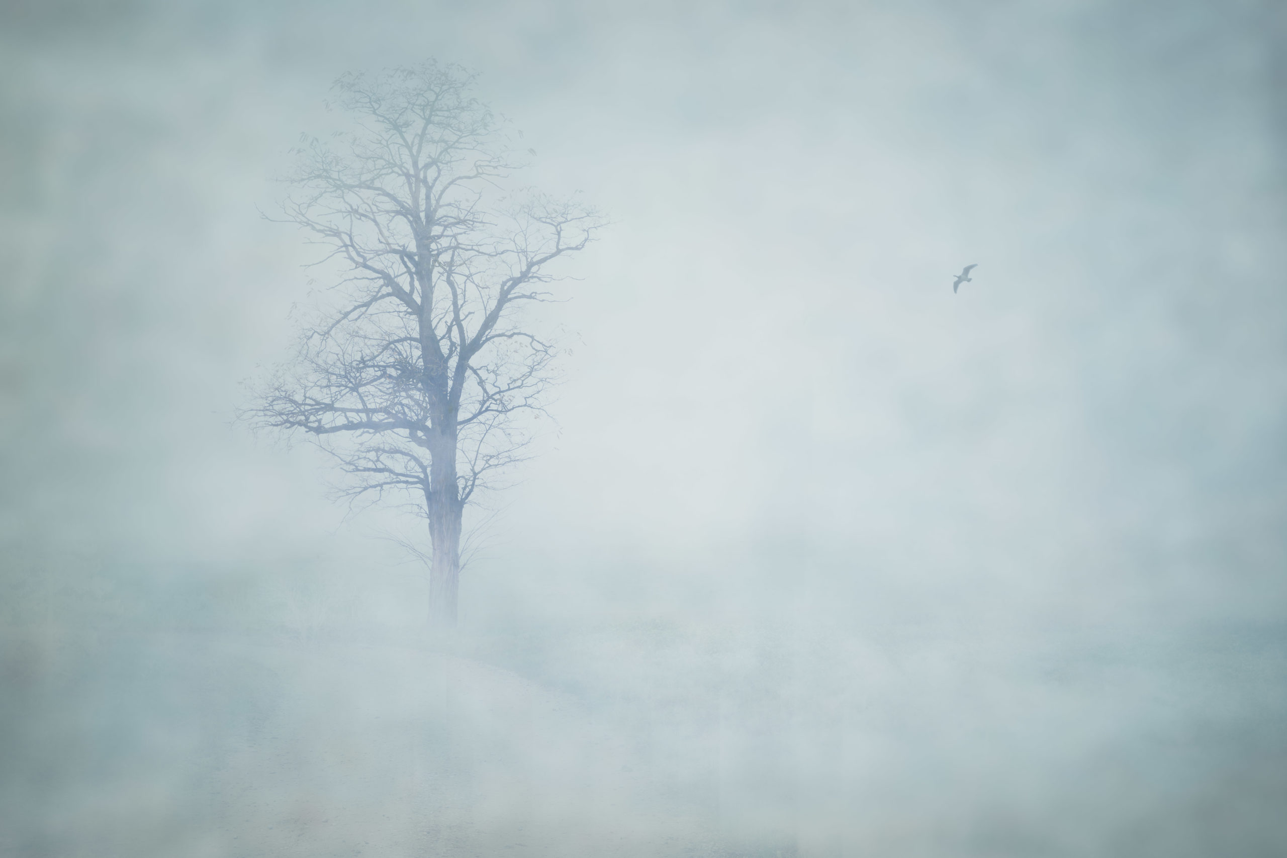 Baum im Nebel mit Vogel und überlagerter Textur