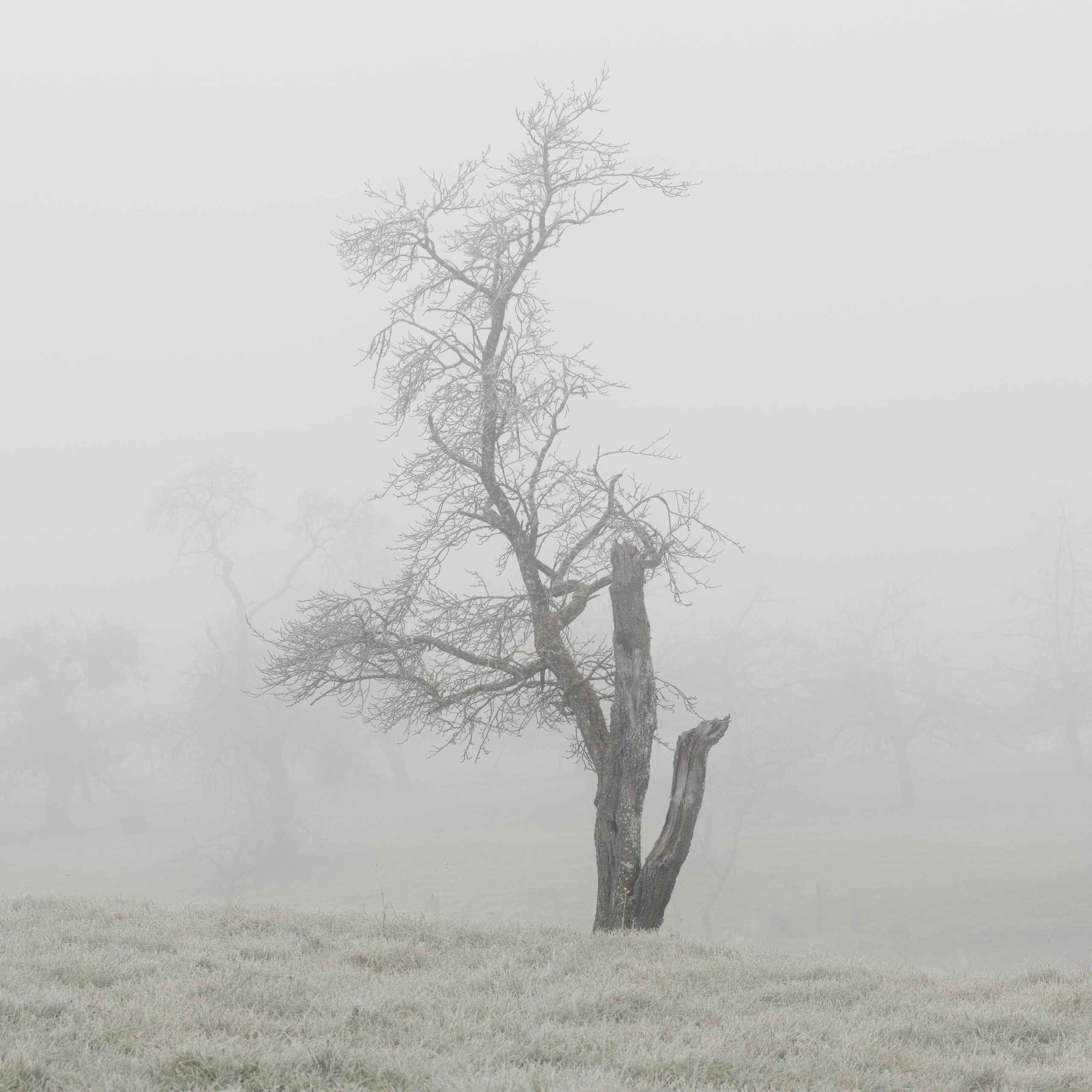 Kahler Obstbaum im Nebel