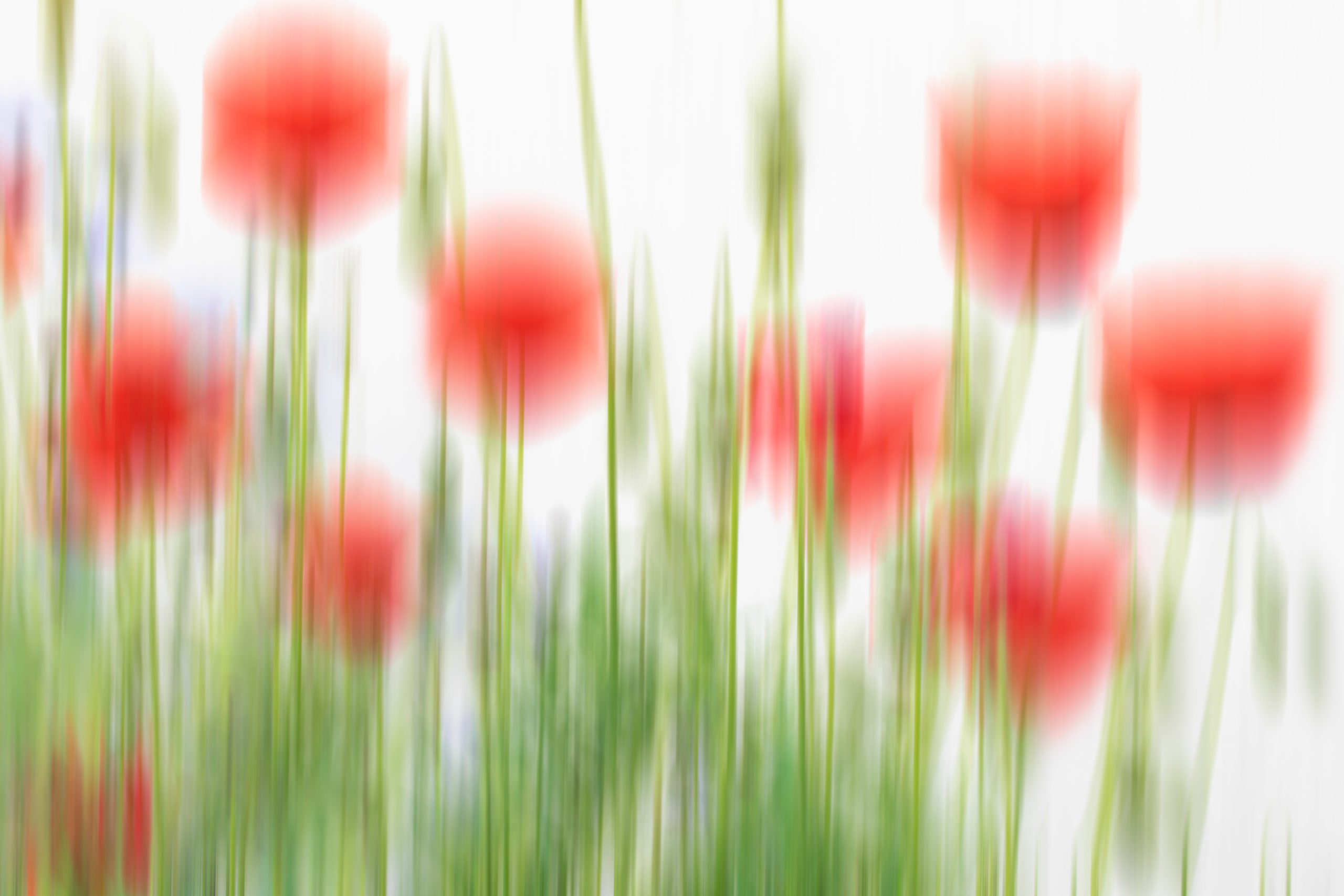 Rote Tulpen mit absichtlicher Bewegungsunschärfe