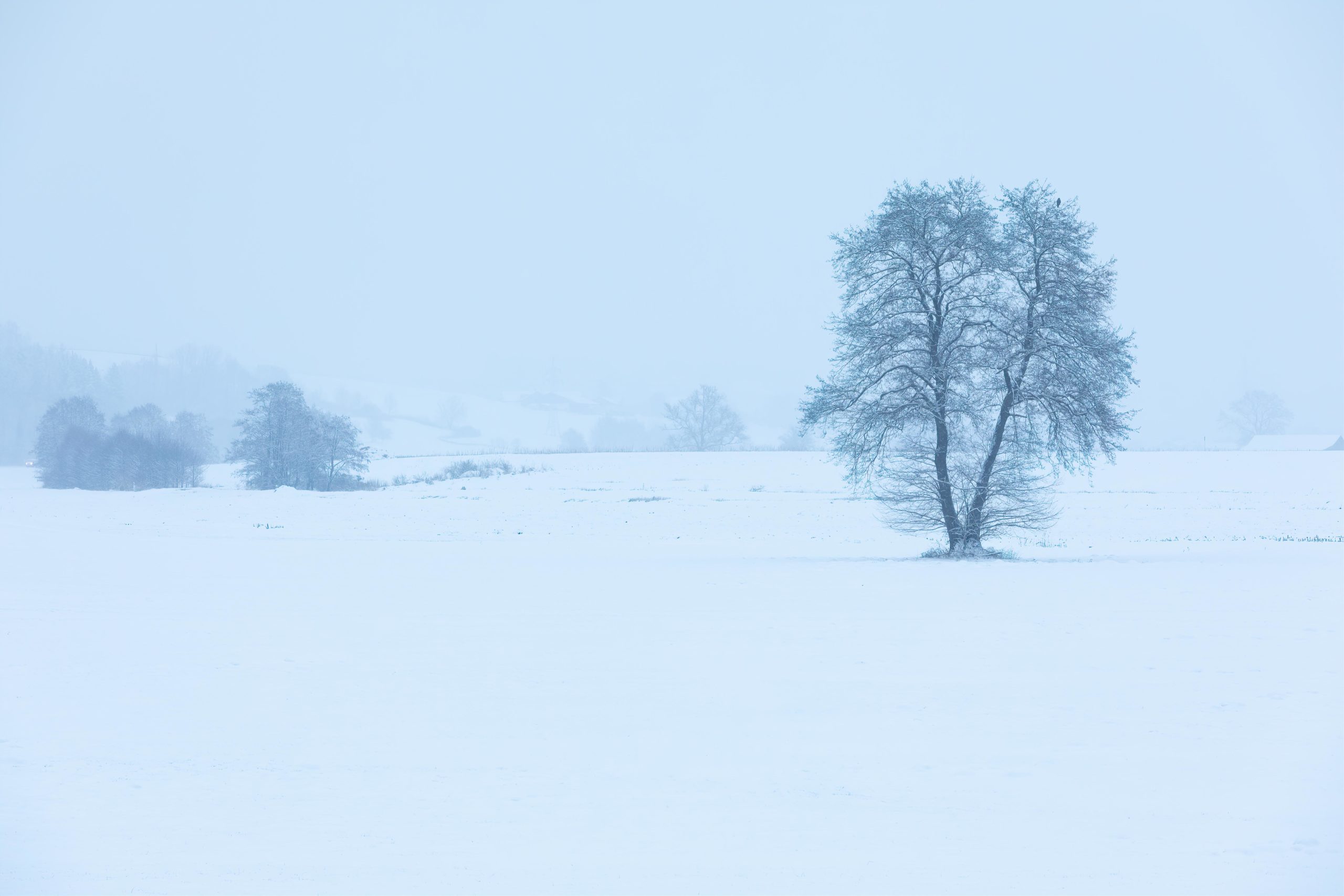 Kahler Baum in Winterlandschaft bei der blauen Stunde